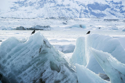Raven sit on an ice block at jokulsarlon in iceland