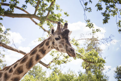Low angle view of giraffe against sky