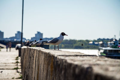 Seagull perching on wooden post