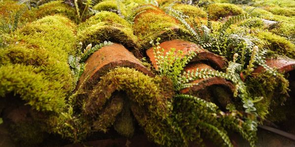 Close-up of moss on roof tiles