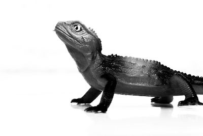 Close-up of lizard on white background