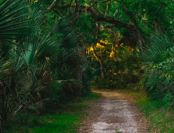 Footpath amidst trees in forest