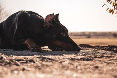 View of dog relaxing on field