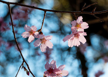 Close-up of pink cherry blossoms in spring