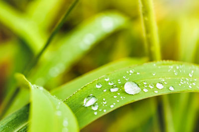 Close-up of raindrops on green leaves