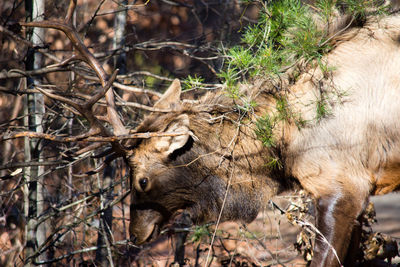 Close-up of giraffe in forest