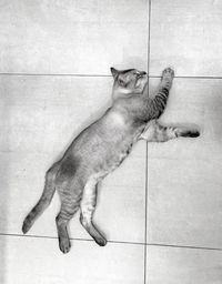 Cat lying on tiled floor
