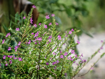 Close-up of pink flowering plant in park