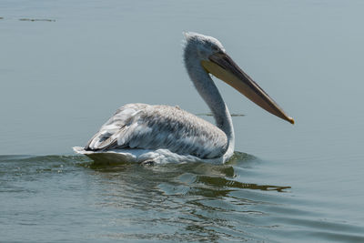 Dalmatian pelican swimming in lake kerkini