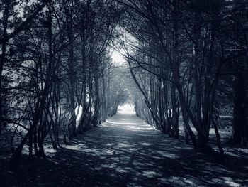 Road amidst trees in forest