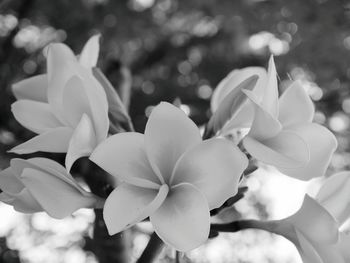 Close-up of flowers