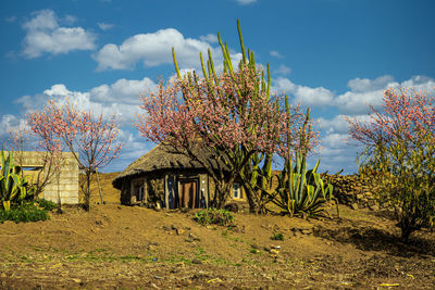 Plants growing on field against sky