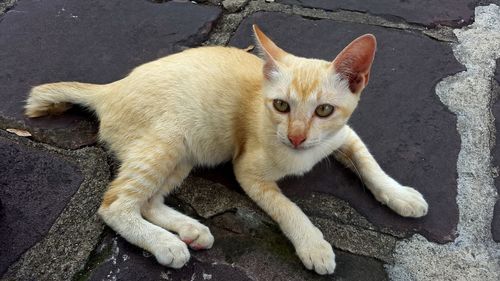 High angle view of ginger cat on street