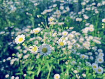 Close-up of white daisy flowers on field