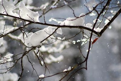 Low angle view of frozen plant during winter