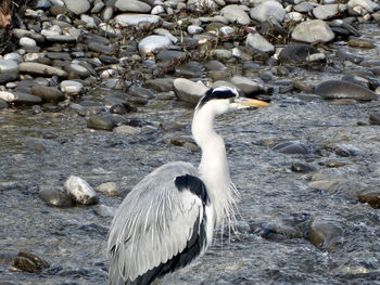 Bird on beach