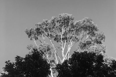 Low angle view of tree against sky