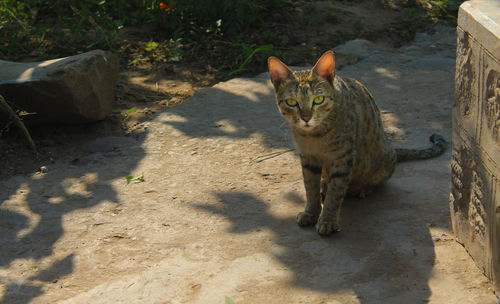 High angle portrait of cat