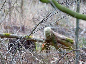 Close-up of plant against bare tree