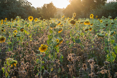 Sunflowers growing on field