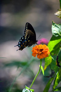 Close-up of butterfly pollinating on flower