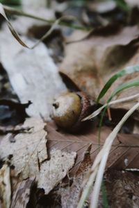 Close-up of snail on leaves