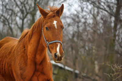 Horse standing in a tree