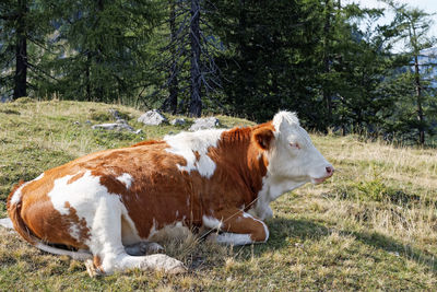 Cows in a field