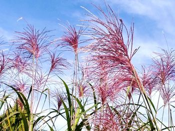 Low angle view of flowering plants against sky