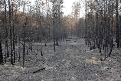 Bare trees on field in forest