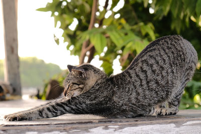 Close-up of stretching cat