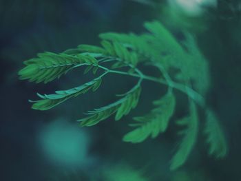 Close-up of fern leaves