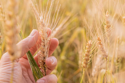 Close-up of wheat growing on field