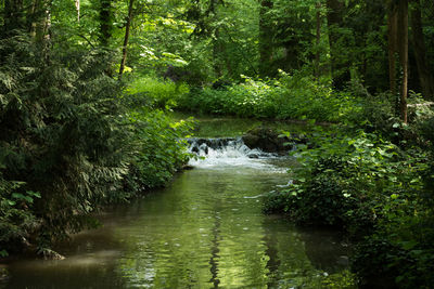 River amidst trees in forest