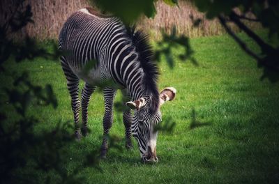 Zebras standing in a field