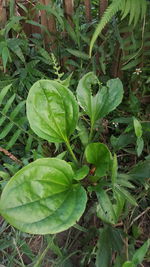 Close-up of leaves