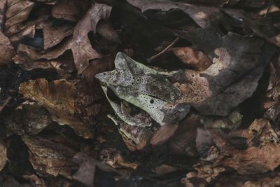 Full frame shot of rusty metal