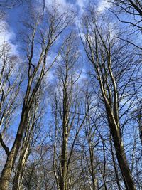 Low angle view of bare trees against sky