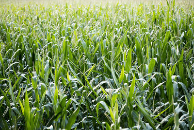 Full frame shot of crops growing on field