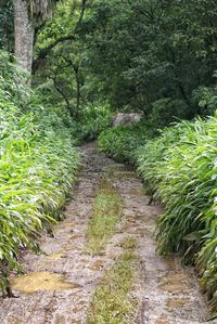 Narrow pathway along trees in forest