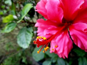 Close-up of insect on pink flower blooming outdoors