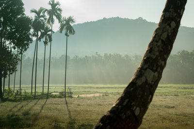 Trees on field against sky