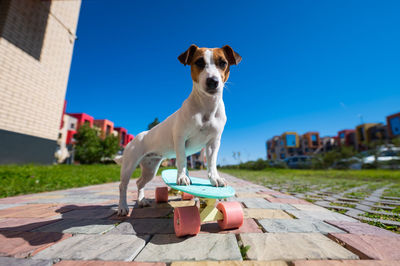 Portrait of dog on footpath