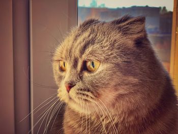 Close-up of cat looking away