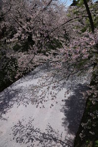 Flowers growing on tree