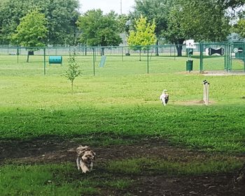 View of a horse on field