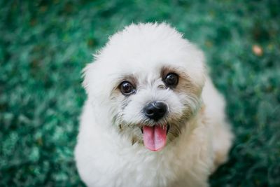 Close-up portrait of white dog