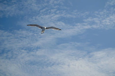 Low angle view of seagulls flying