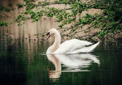 Swan swimming in lake