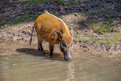 View of a drinking water